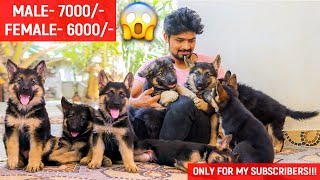 Am I buying a new Dog? | Offer only for Subscribers  | Jacky the German Shepherd