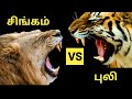 Lion vs Tiger In Tamil | சிங்கம் மற்றும்  புலி எது பலம் வாய்ந்தது?