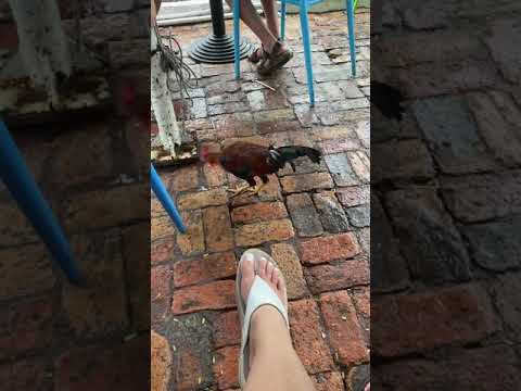Foot Fetish Chicken, Feeding Key West Chicken, French Fry Toes