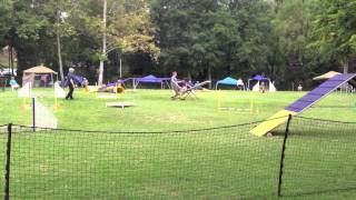 Toy Fox Terrier AKC agility STD 2013