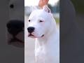 Dogo Argentino Der Albtraum Jedes Eindringlings