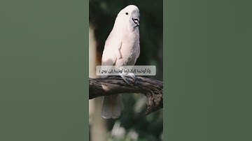 عمر الطائي ايات من سورة النساء