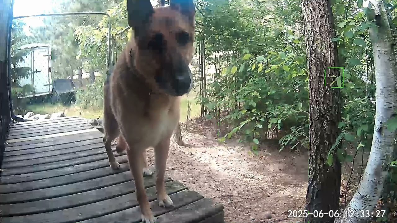 Curious German Shepherd on security camera