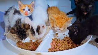 Part 4 : The rescued yellow kitten runs for food, the black kitten start receiving treatment