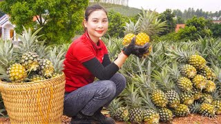 How to Harvest honey pineapple orchards to go to the market to sell & garden | Ly Thi Cam farm