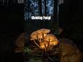 Glowing Fungi: The Future of Street Lights #mushroom #nature #plants #didyouknow #facts #fungi