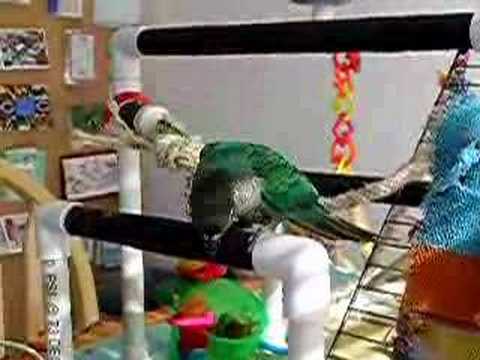 video to gif Monty dancing for egg part 2