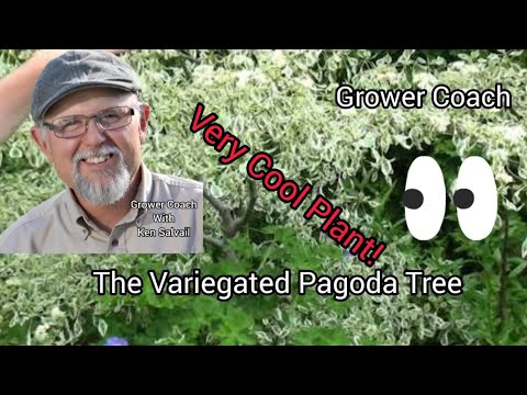 Vídeo: O que é Sophora Japonica - Aprenda sobre os cuidados com a árvore do pagode japonês