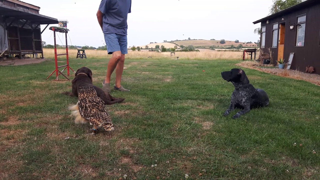 Dogs and eagle owl in training 