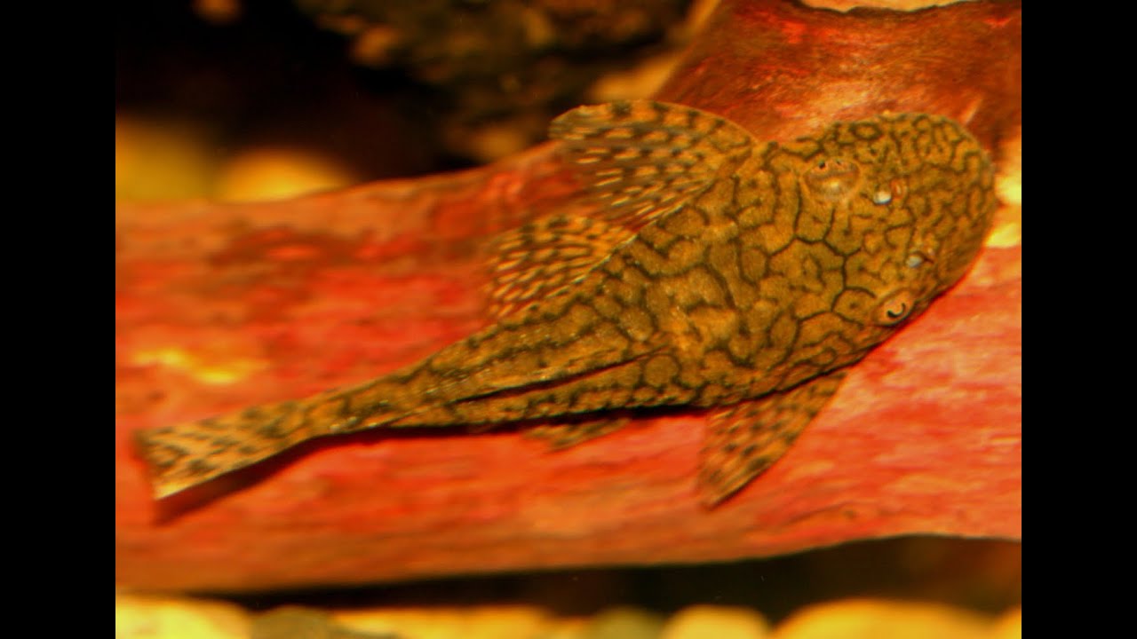 Ancistrus sp. Madre De Dios (L393) (Cheese Creek Bristlenose) - YouTube