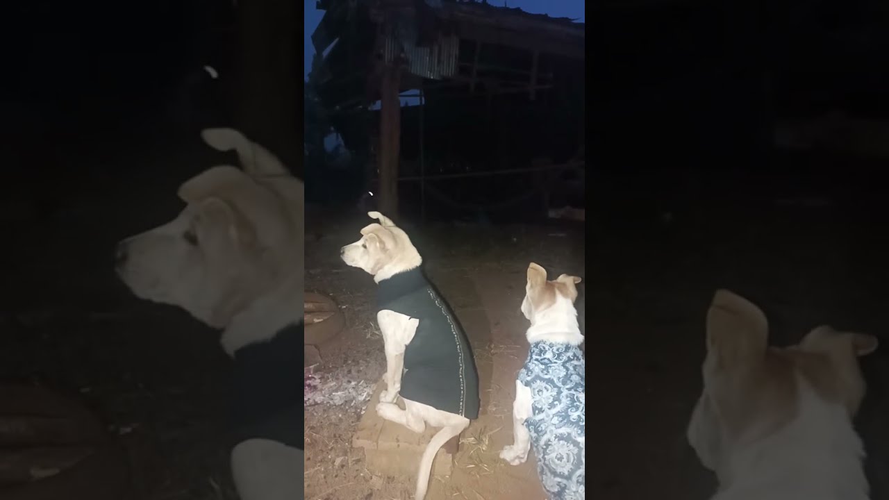 Cute Animal Family in the Countryside – Monkey, Dog & Cat | Den Country Life Vlogs