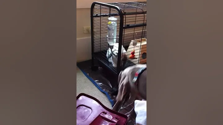 Drinking Bunny