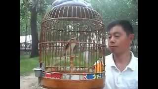 Download Lagu Chim Son Ca.FLV MP3