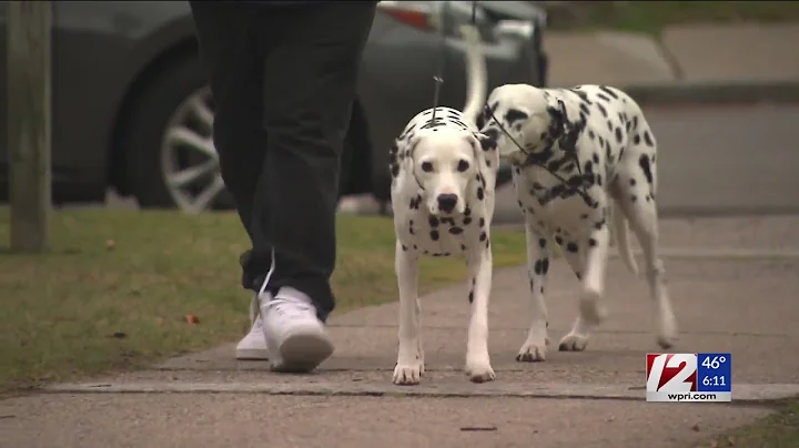 Dalmations help fight off pack of coyotes