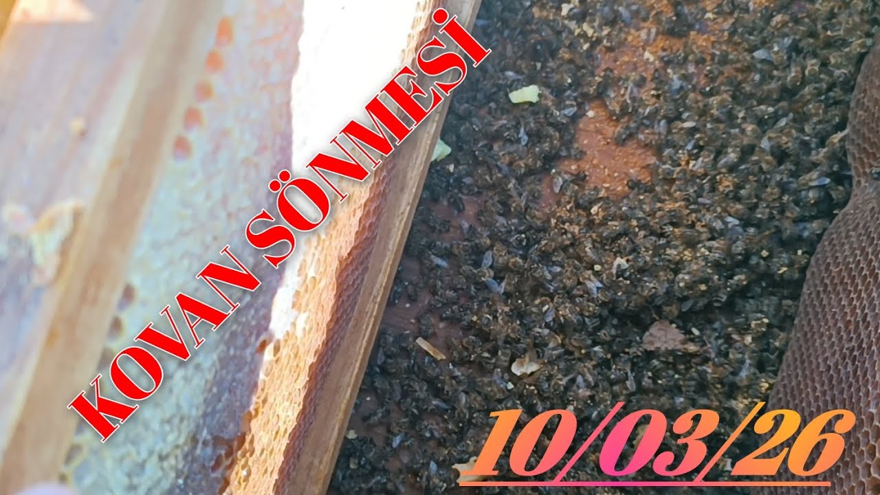 BESLEME ÖNCESİ SON KONTROL. 1 ŞUBAT - 10 MART ARASI KAÇ KOVAN KAYBI OLDU??