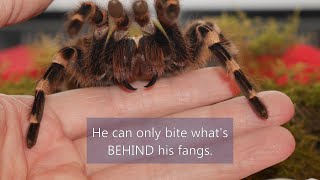 Why Tarantula Bites Don&#39;t Scare Me