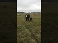 Cow Plays With Baby To Show Up His Owner Viral