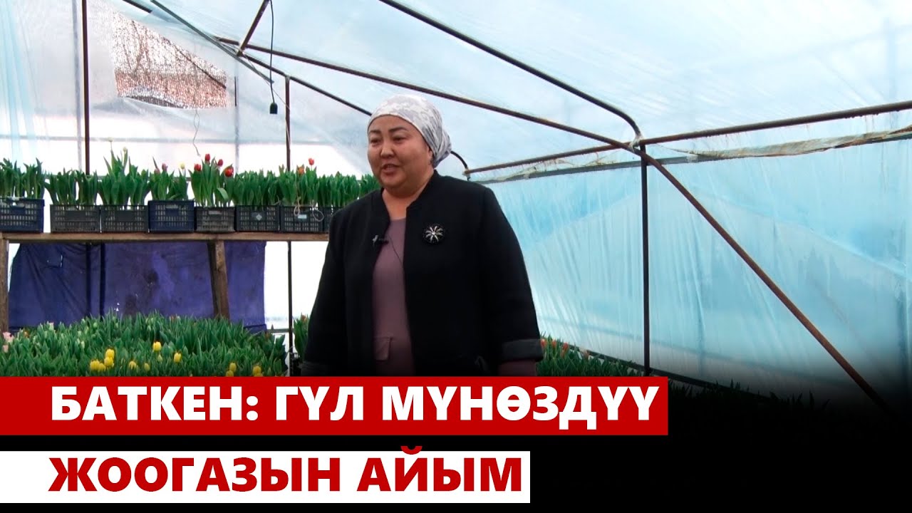Баткен: гүл мүнөздүү жоогазын айым
