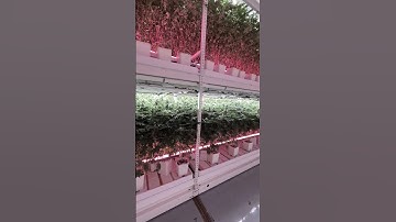 Level Up Your Yields with the Flexstar 80% Red Under Canopy LED Grow Lights 120W