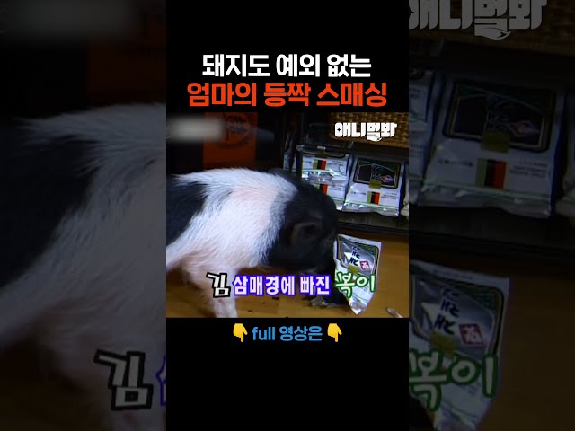 으이구 이놈아 #애니멀봐 #shorts