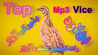 Bater ki awaz Quail sounds ? ? ? ? bater ki jadoyi awaz raat ke liye