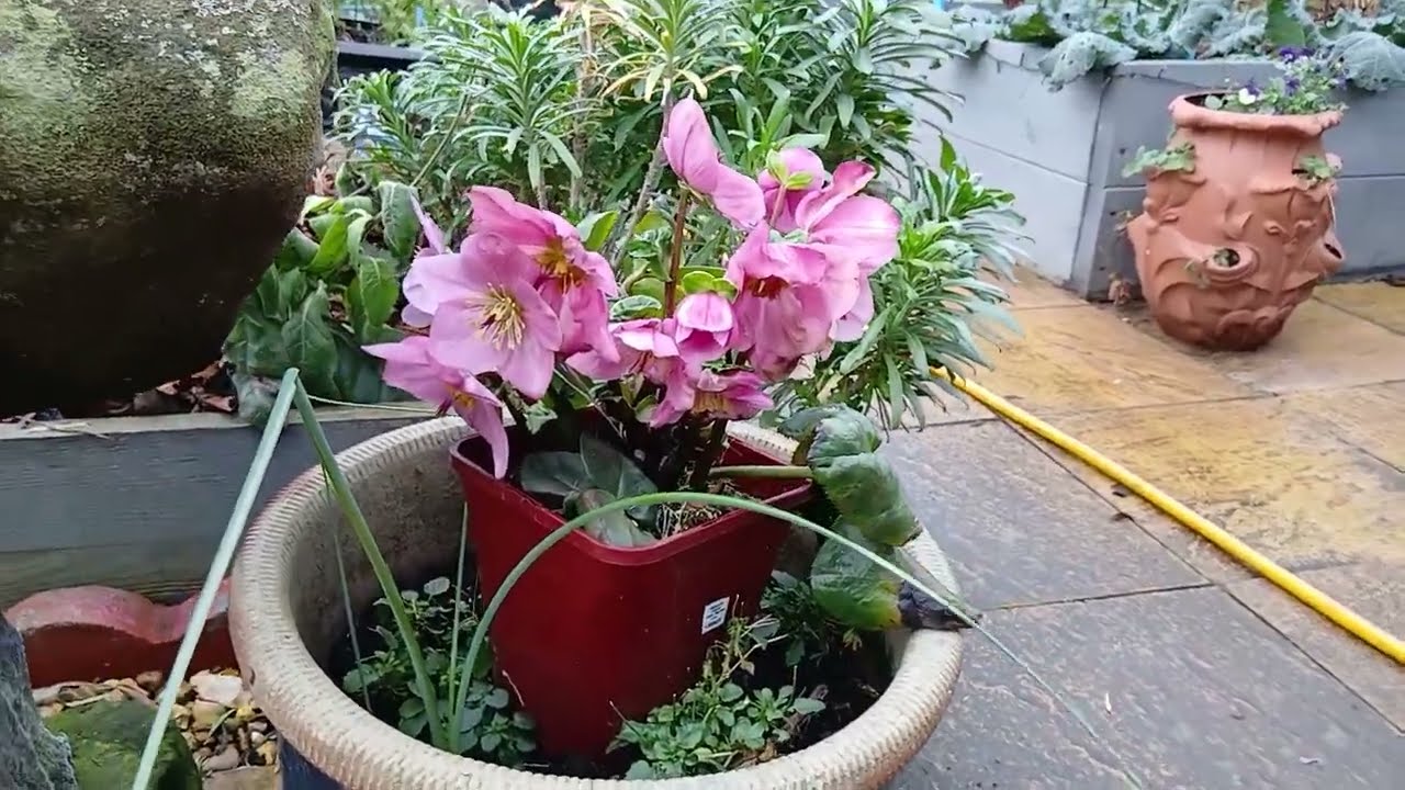 Back garden 12th January 2026