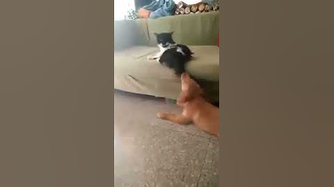 Dawg get rekt by swag cat