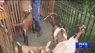 Running of the Goats returns to the delight of spectators