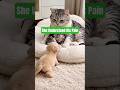 Mother Cat shared her warmth with the lonely puppy.