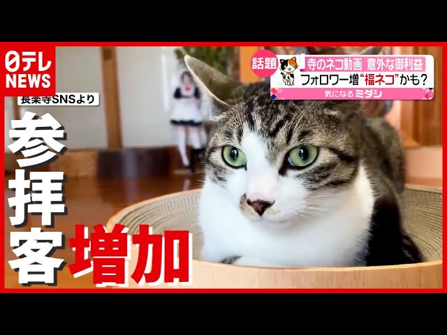昼寝する おじいちゃん ネコに襲った悲劇 動物たちの 決定的瞬間 21年4月21日放送 News Every より Youtube 昼寝する おじいちゃん ネコに襲った悲劇 動物たちの 決定的瞬間 21年4月21日放送 News Every より Youtube