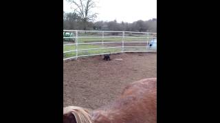 Scoodle puppy takes on lunging