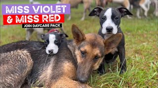 Miss Violet and Miss Red the Rescue Staffy Puppy Sisters Join Daycare