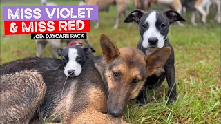 Miss Violet And Miss Red The Rescue Staffy Puppy Sisters Join Daycare