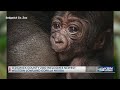 It’s a boy: Sedgwick County Zoo names baby gorilla
