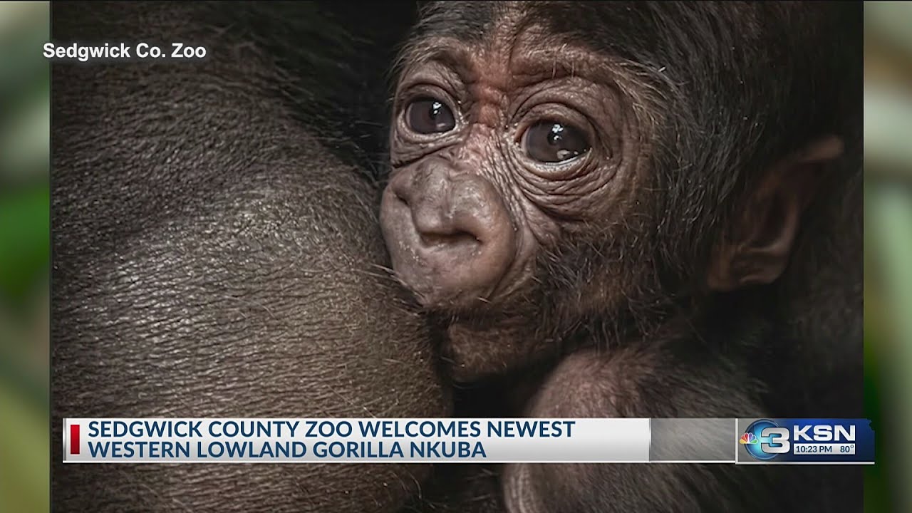 It's a boy: Sedgwick County Zoo names baby gorilla - YouTube