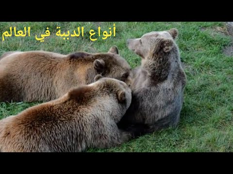 انواع الدببة في العالم  Types d&rsquo;ours dans le monde