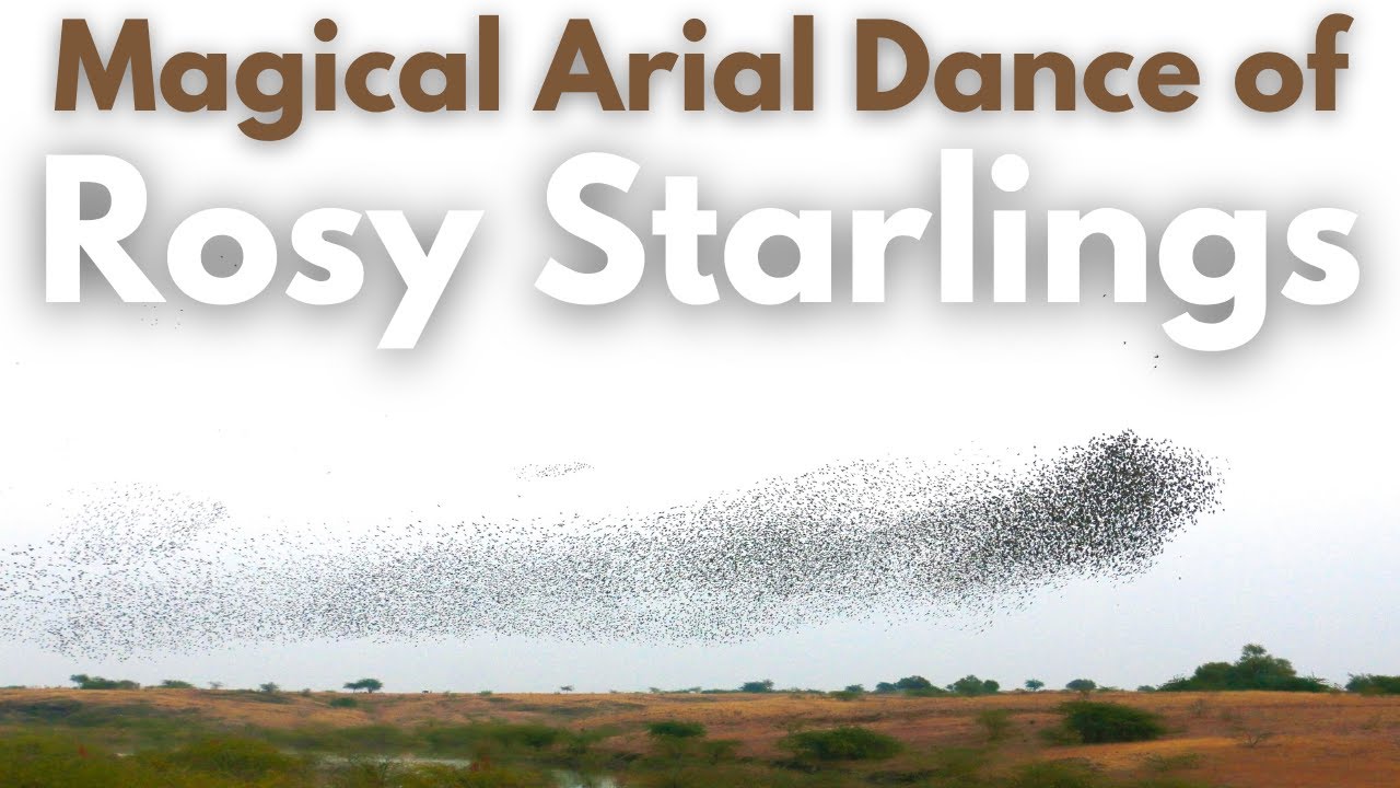 Murmuration of Rosy Starlings | Migratory Birds of India | Birds of India