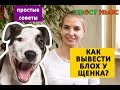 Блохи у щенка. Что делать? Как вывести?