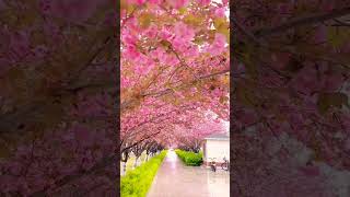 Coco Nature Brilliant Shortcoco Nature 1K Views