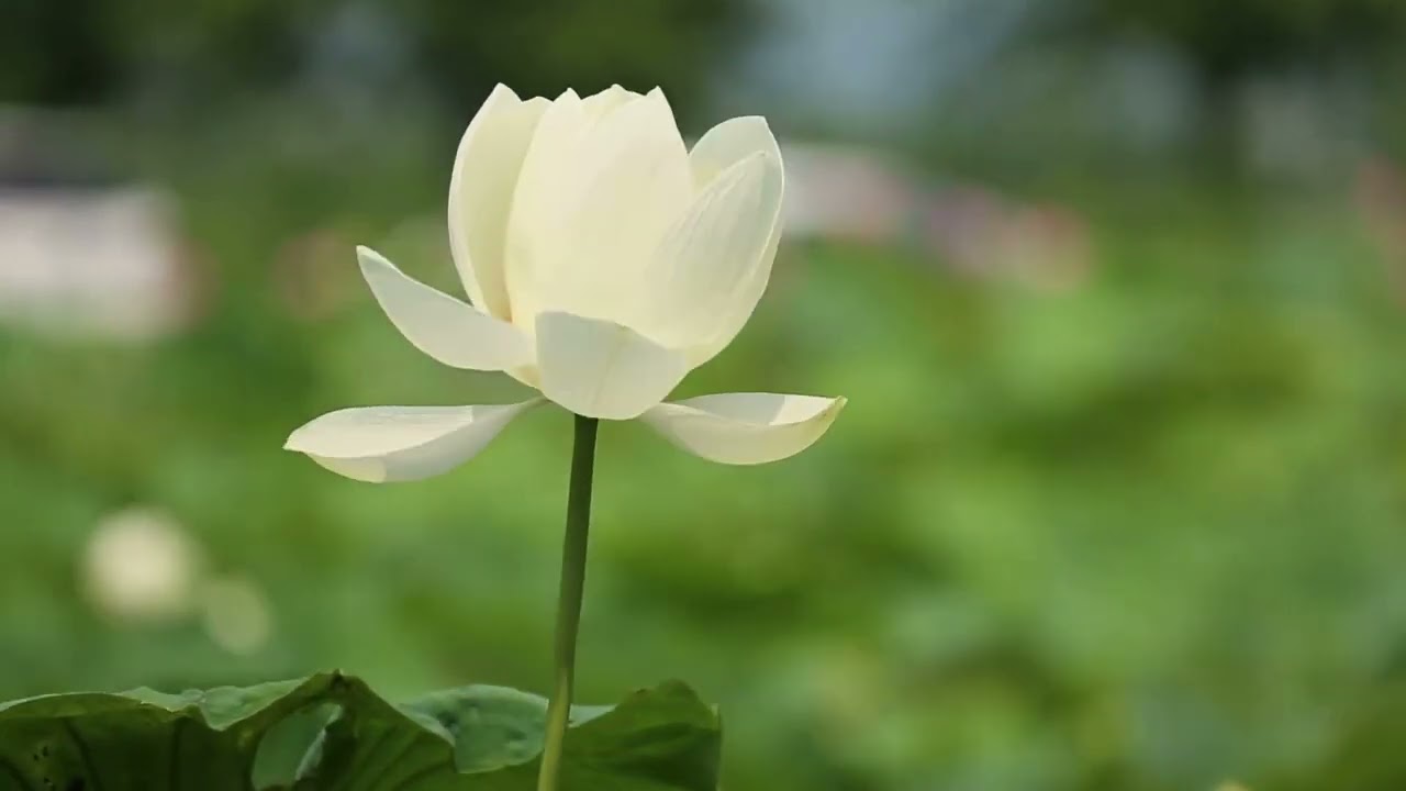 It’s Time to Fully Be Who You Are (Healing the Fear of Being Seen-Finally!)