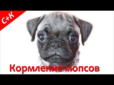 Кормление мопса.