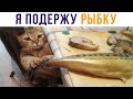 Я ПОДЕРЖУ РЫБКУ, НЕ ПЕРЕЖИВАЙ))) Приколы с котами | Мемозг #537