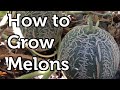 How to Grow Melons Vertically in Colder Climates