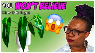 Watch My Philodendron Spiritus Sancti Grow - The Impact of Correct Lighting by The Leca Queen 1,857 views 1 month ago 5 minutes, 5 seconds