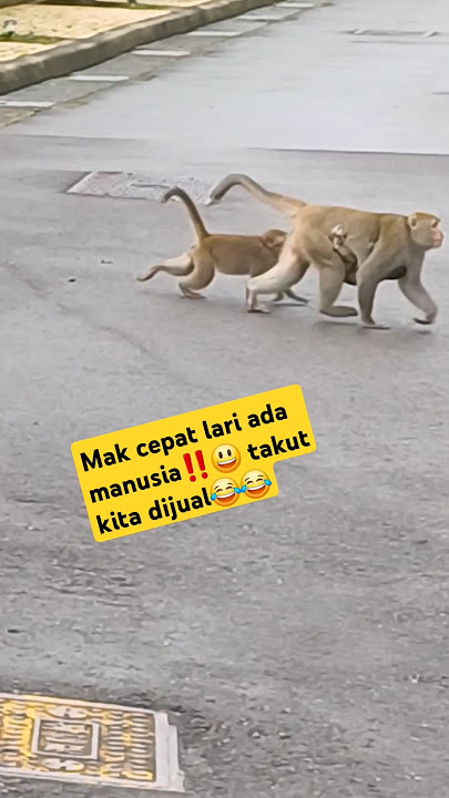 Momenlucu ibu dan anak monyet saat menyebrang jalan⁉️😃😂#lucu #hiburan