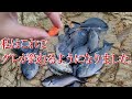 和歌山 地磯で秋グレ釣り グレが釣れない方 初心者必見