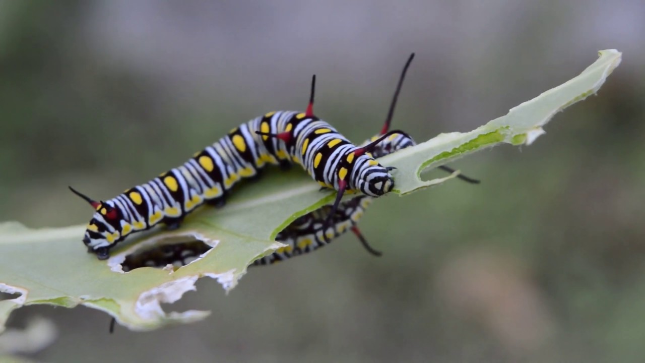 Monarch Caterpillar Eating Leaves Adorable Animals ᴴᴰ YouTube