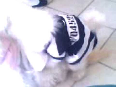 animalporno xd - YouTube
