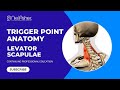 Exploring the Levator Scapulae: Understanding Trigger Point Locations for Better Muscle Health