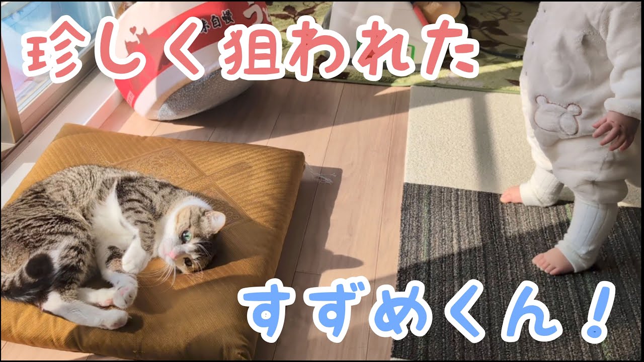 珍しく赤ちゃんから狙われたもう1匹の猫。vol.1032 - YouTube